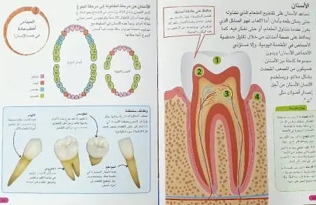 اكتشف جسم الإنسان - ArabiskaBazar - أرابيسكابازار